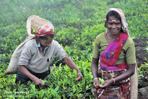 Tamilskie kobiety zbierajce herbat w plantacji Laboukalle